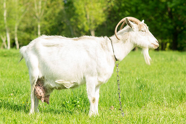 istock White goat grazing grass at the meadow 508820185