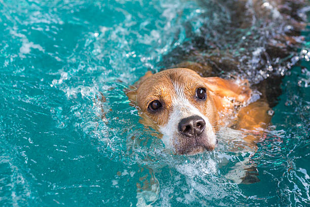 istock Young beagle dog swimming in the pool 508820472