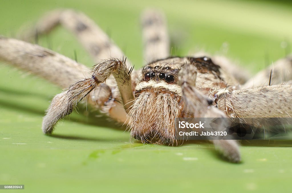 The big spider with long legs on banana leaf. Macro. Animal Stock Photo