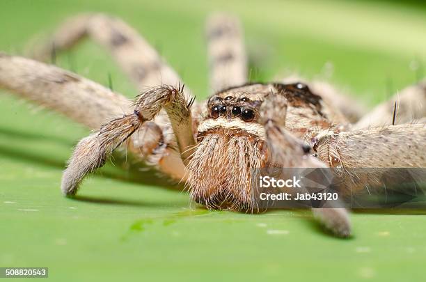 The Big Spider With Long Legs On Banana Leaf Macro Stock Photo - Download Image Now
