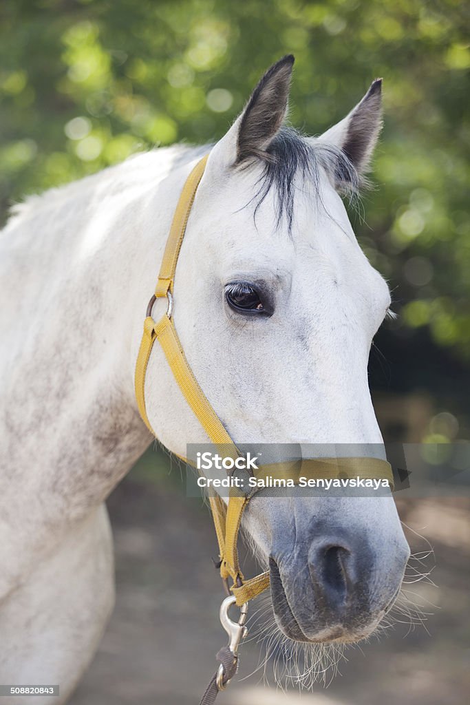 Biały koń - Zbiór zdjęć royalty-free (Biały)
