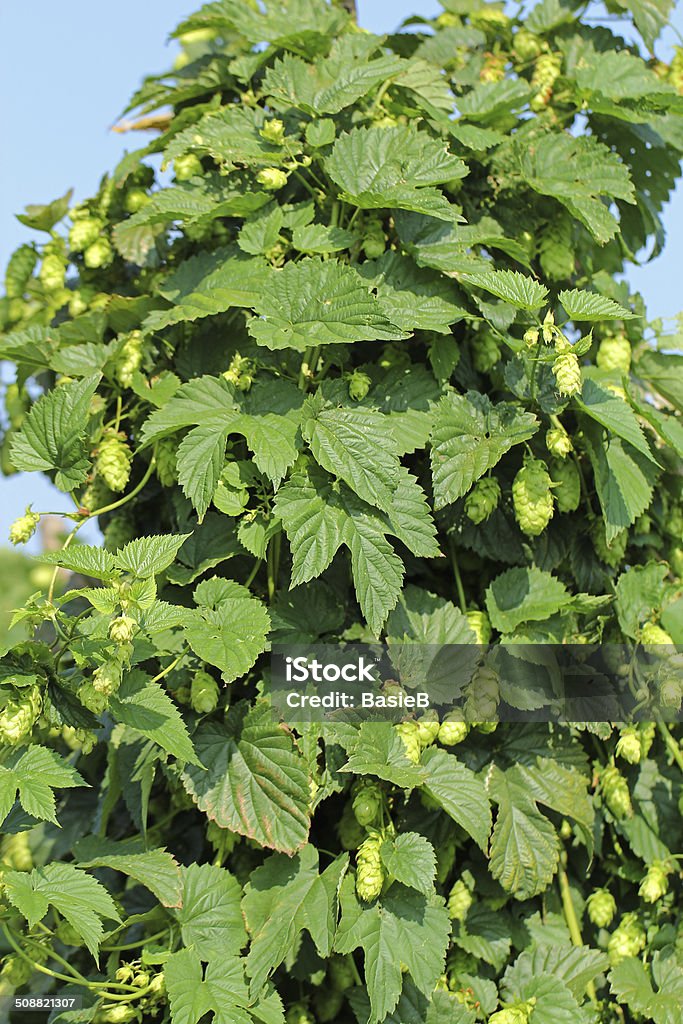 Grüne Hopfen - Lizenzfrei Blüte Stock-Foto