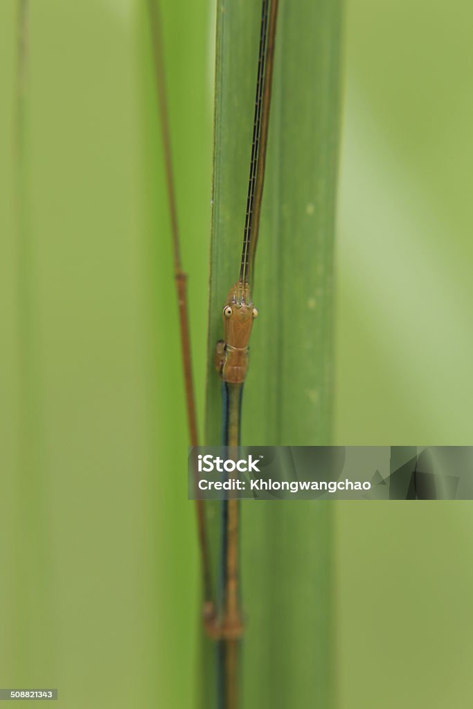 Cacto Gigante Bicho-Pau - Foto de stock de Afiado royalty-free