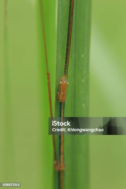 Foto de Cacto Gigante Bichopau e mais fotos de stock de Afiado - Afiado, Andar, Animal