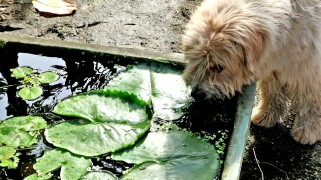 furry dog drinking water