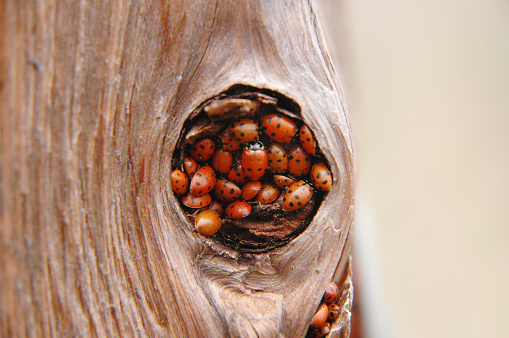 ladybug swarm  on tree hole