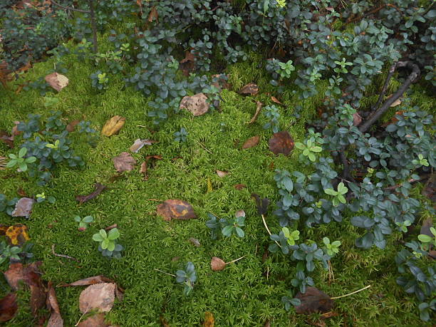 Cranberry Plants Growing in Moss in Woods.