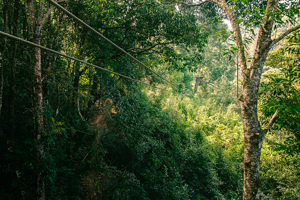 zipline nella giungla - zip lining foto e immagini stock