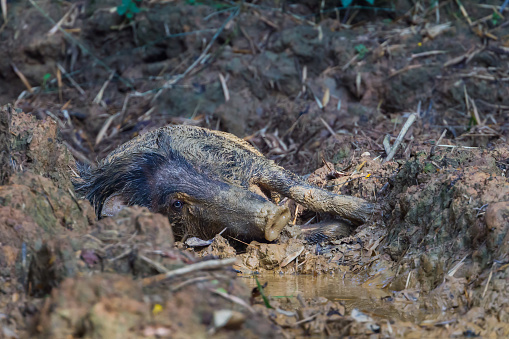 Wild boar(Sus scrofa) spend his time and relaxing on the mud in real nature at at  Kengkracharn national park,Thailand