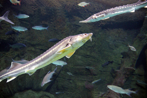 Sturgeon is the common name for the 27 species of fish belonging to the family Acipenseridae. 