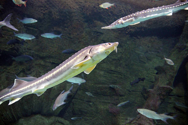 Two sturgeon fish underwater Sturgeon is the common name for the 27 species of fish belonging to the family Acipenseridae.  roe river stock pictures, royalty-free photos & images