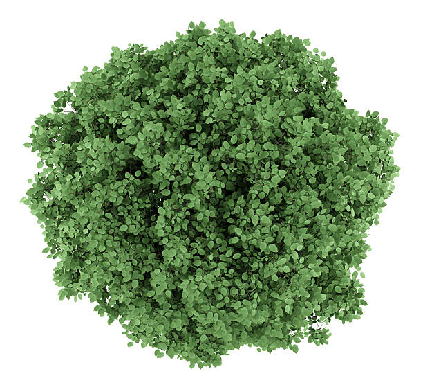 istock top view of common hornbeam tree isolated on white background 508837128