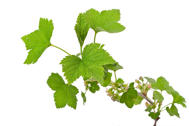istock Young green sprout of currant 508837336