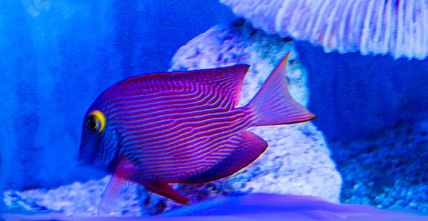 Blotch-eye Soldier fish stock photo