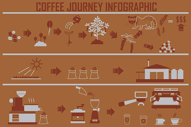 Bекторная иллюстрация Кофе Инфографика Плоский векторный рисунок.
