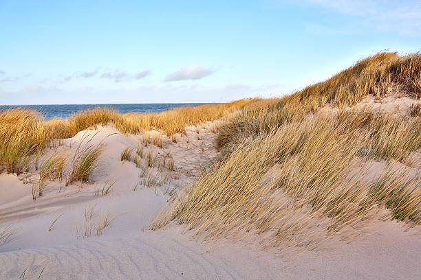 istock Dunes on the North Sea coast 508839452