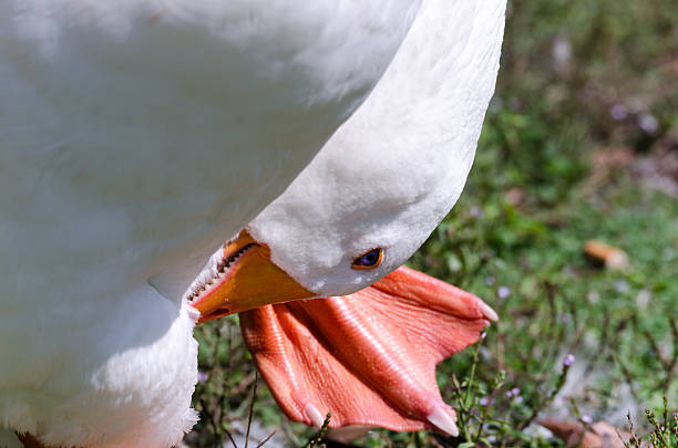 istock white goose in a park in Liguria 508839670