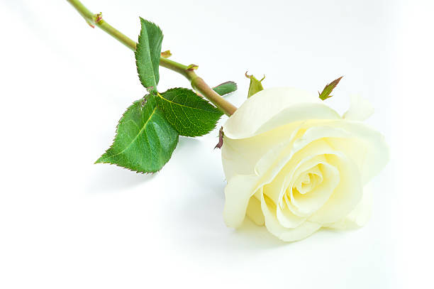 istock Close up of white rose on white background 508840954