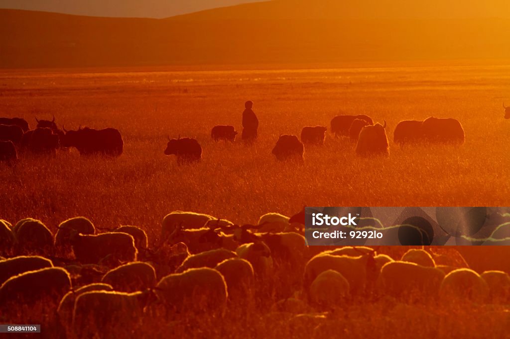 sheepherder The shepherd of the western grassland in China. Goat Stock Photo