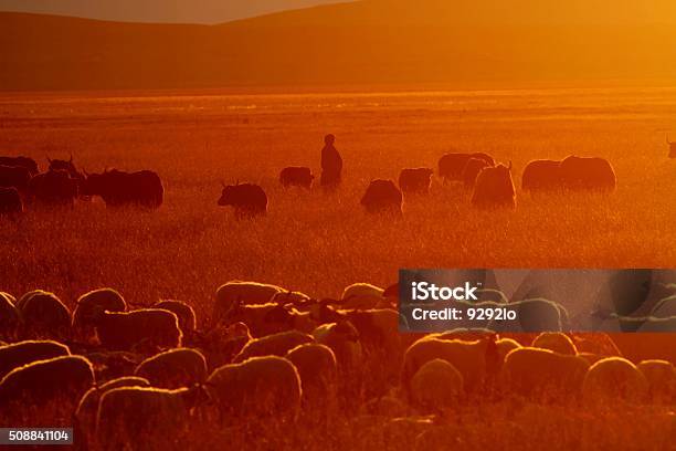 Sheepherder Stock Photo - Download Image Now - Goat, Gold Colored, Horizontal