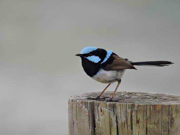 istock Superb Male Fairy-wren 508851538