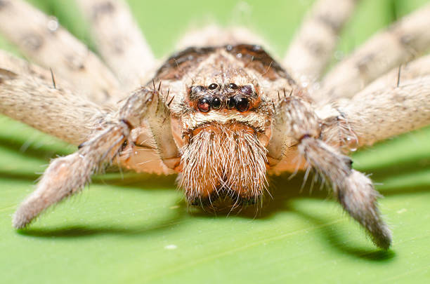 istock The big spider with long legs on banana leaf. Macro. 508852055