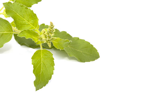 istock Hot basil leaves isolated on the white background 508852075