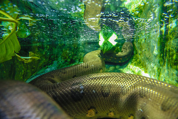 snake under water Anaconda snake sticks his nose under water. View underwater close-up from behind. anaconda snake stock pictures, royalty-free photos & images