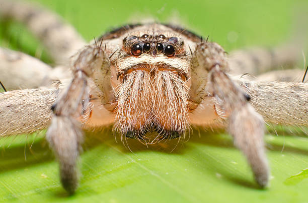 istock The big spider with long legs on banana leaf. Macro. 508852195