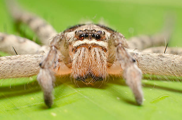 istock The big spider with long legs on banana leaf. Macro. 508852197