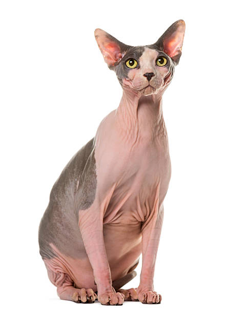 istock Sphynx sitting in front of a white background 508852202