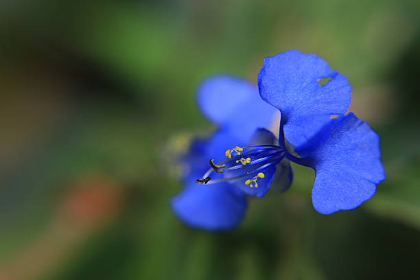 flores silvestres - cross procesed fotografías e imágenes de stock