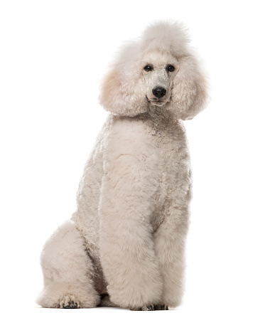 Poodle sitting in front of a white background