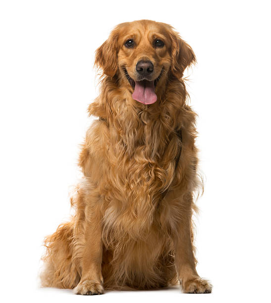 istock Golden Retriever sitting in front of a white background 508852610