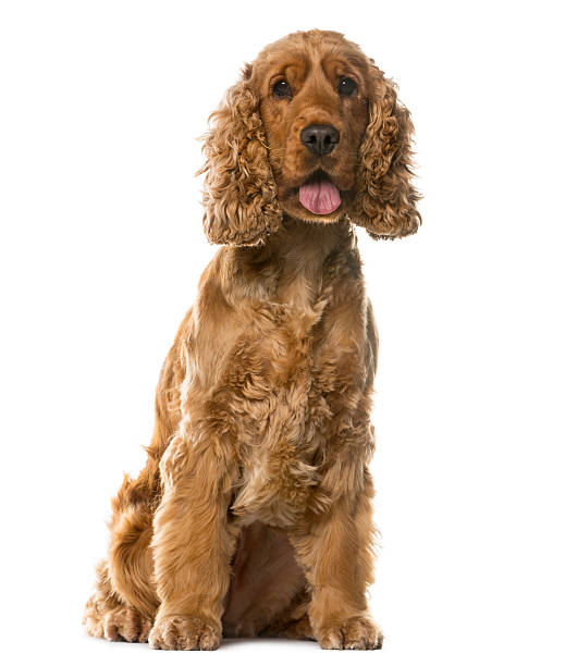 istock English Cocker Spaniel sitting in front of a white background 508852726