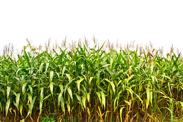 istock green field of corn growing up 508853033