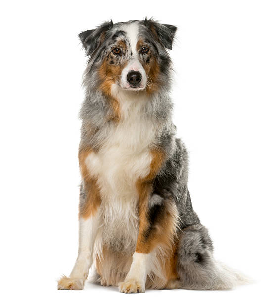 istock Australian Shepherd sitting in front of a white background 508853072