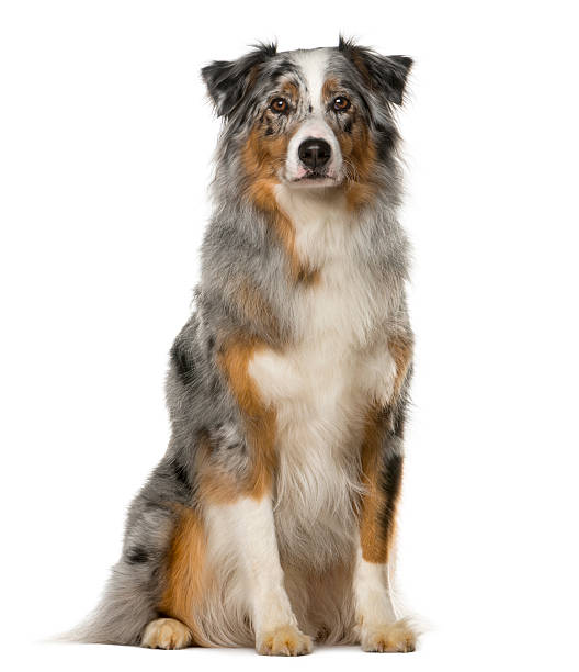 istock Australian Shepherd sitting in front of a white background 508853130