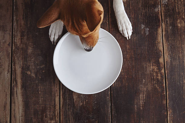 istock Dog eats from plate on old wooden table 508853574