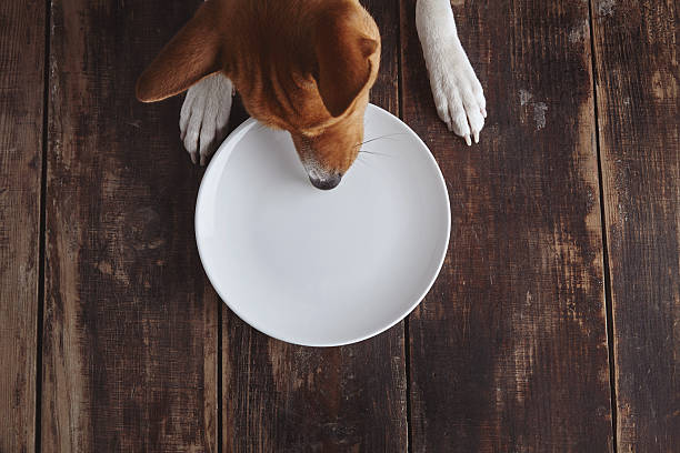 Dog eats from plate on old wooden table stock photo