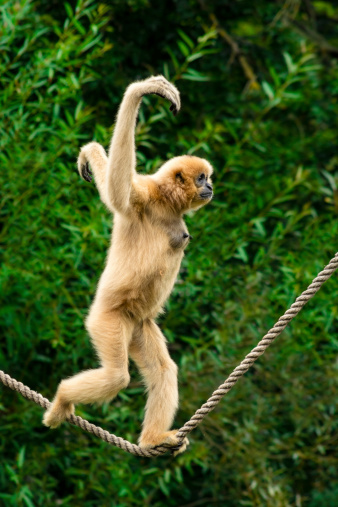 White-handed gibbon running the tight rope.