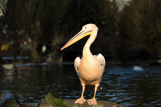 istock rare Spot-billed pelican, Pelecanus philippensisin 508854022