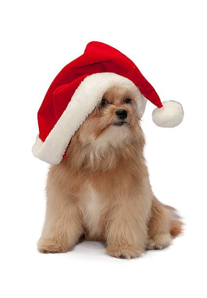 istock Dog with Christmas Hat 508854313