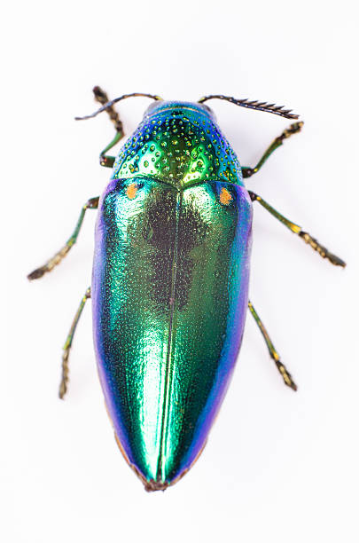 istock Metallic Wood-boring (Buprestid) top view isolated on white background. 508854703