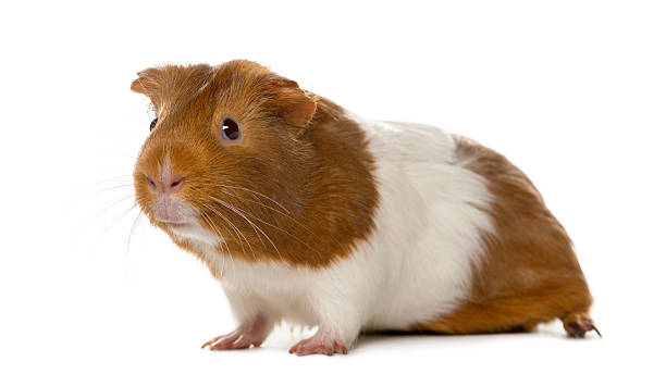 istock Guinea pig in front of a white background 508855294