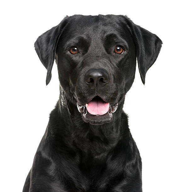 close-up de un labrador en frente de un fondo blanco - black labrador black dog retriever fotografías e imágenes de stock