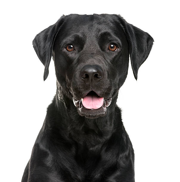 primo piano di un labrador nella parte anteriore di uno sfondo bianco - testa di animale foto e immagini stock