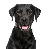 istock Close-up of a Labrador in front of a white background 508855550