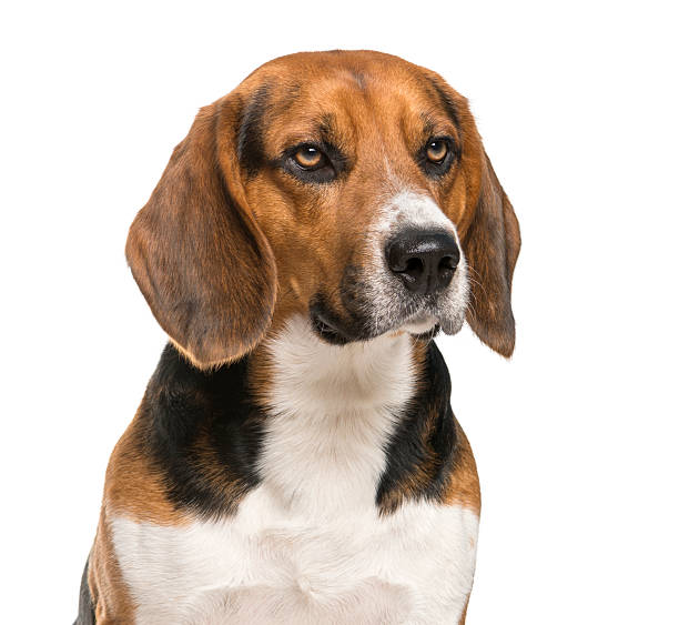istock Close-up of a Beagle in front of a white background 508855746