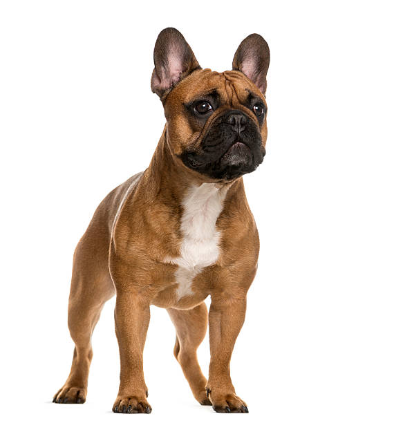 istock French Bulldog standing in front of a white background 508855948